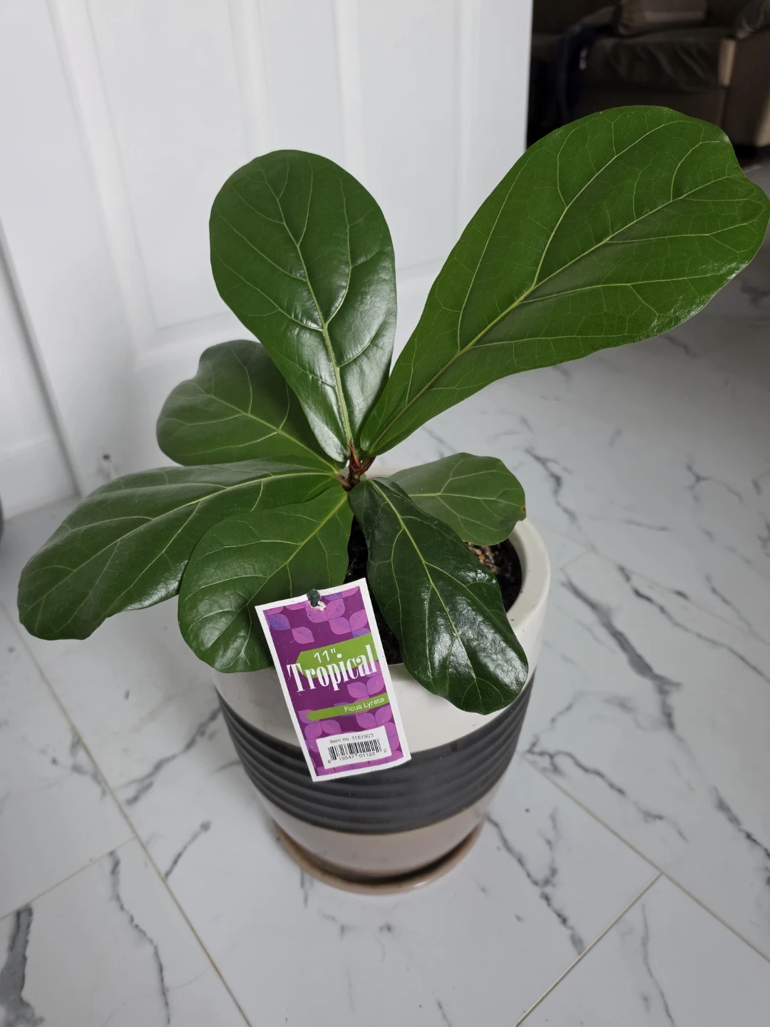 Ficus Lyrata Tropical Plant