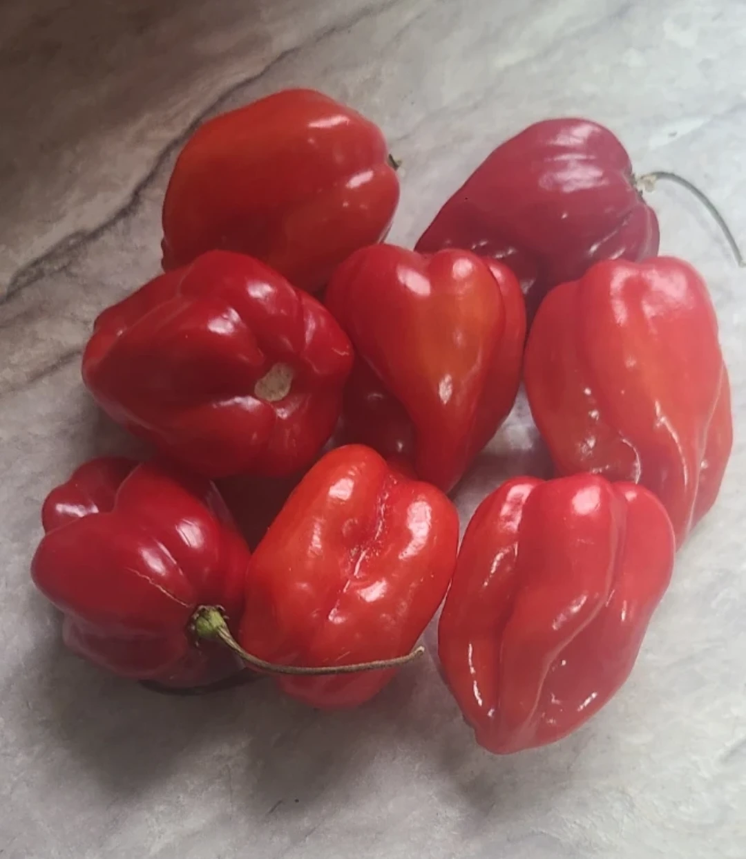 🌶🌶🌶Fresh Red Habanero Peppers 🌶🌶🌶