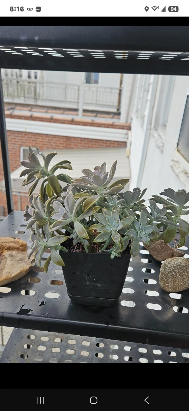 Succulent Plant in Square Black Pot