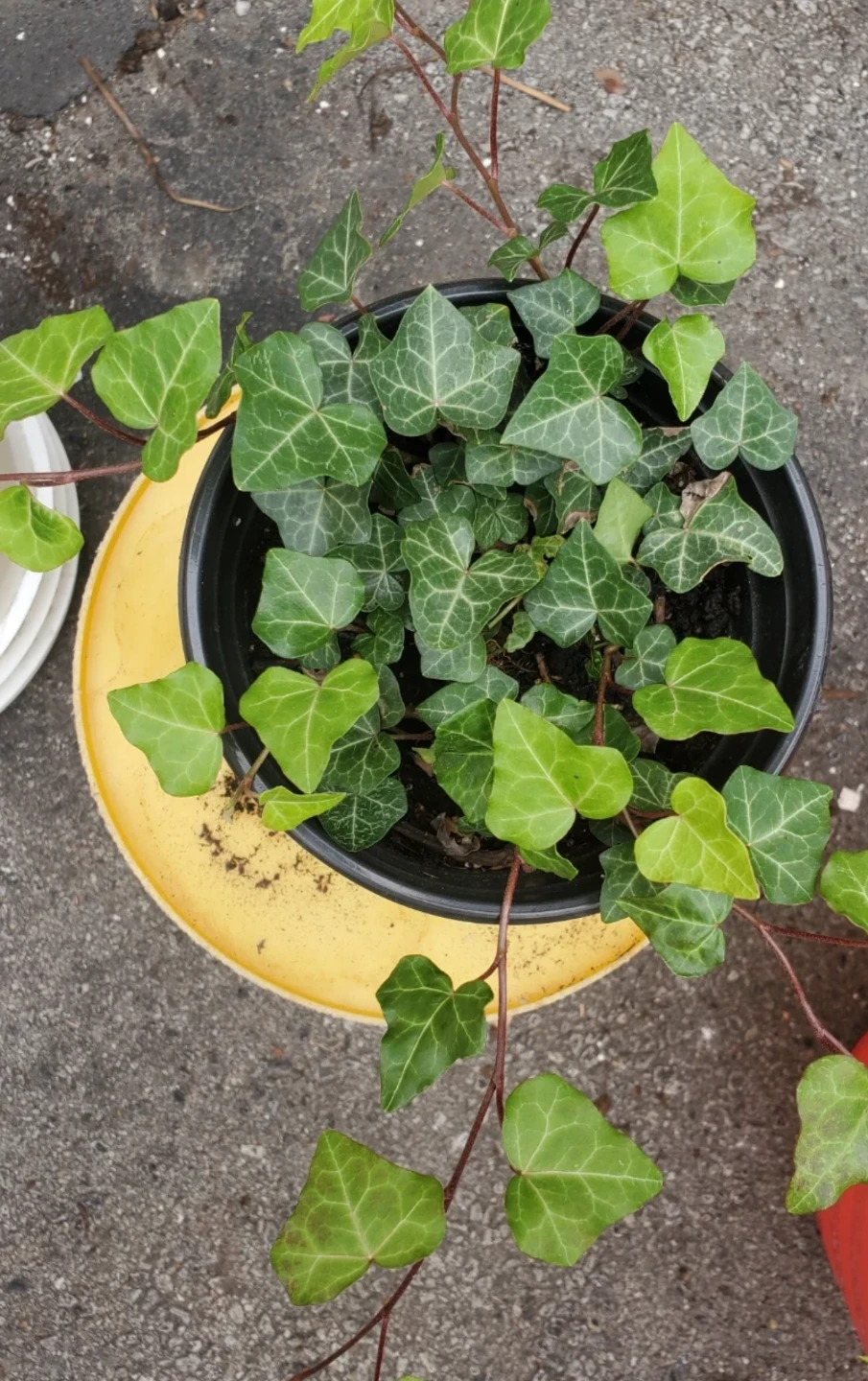 English Ivy Potted Plant - photo 4