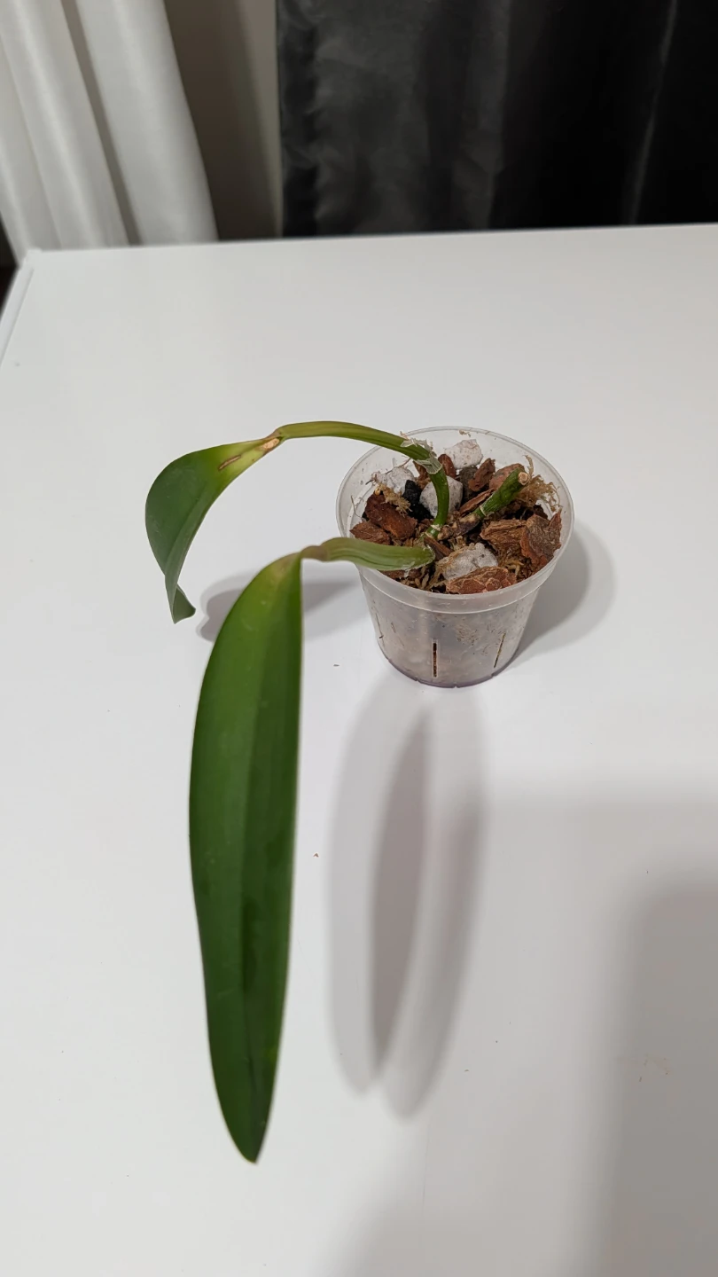 Cattleya crystelle smith orchids - photo 2