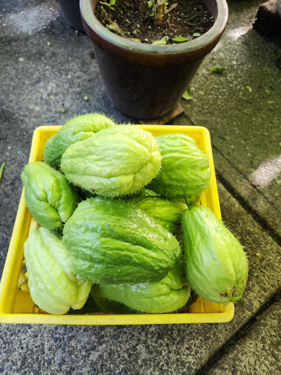 Fresh Homegrown Prickly Chayote Squash