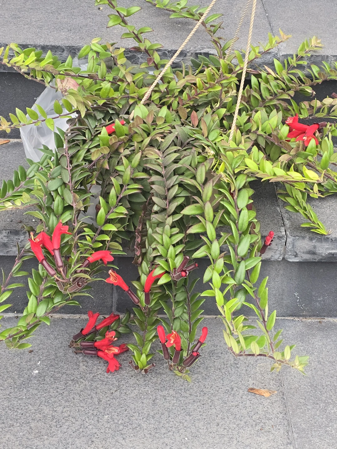 Lipstick Plant in 10"hanging Basket