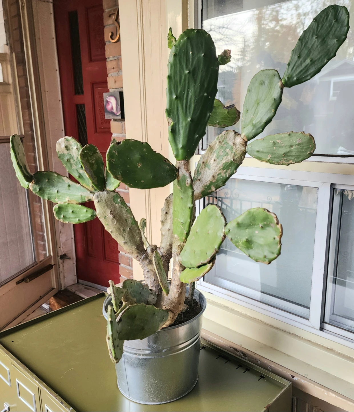 Large Prickly Pear Cactus in Metal Pot - photo 2