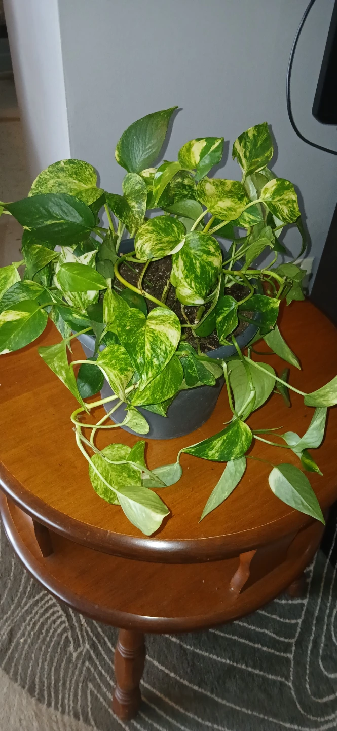 Golden Pothos Houseplant