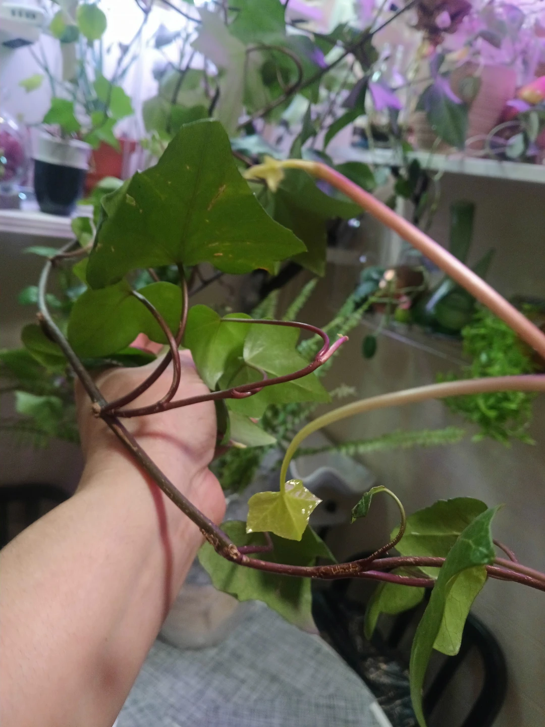 Boston Ivy in hanging basket - photo 4
