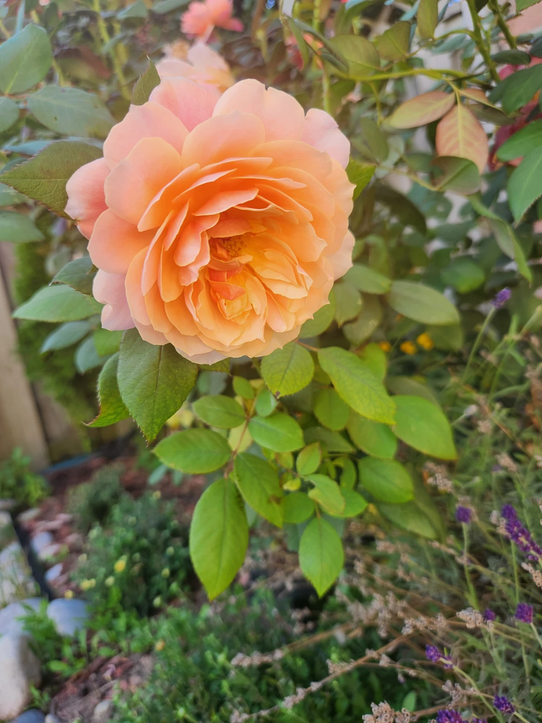 Living Peach Rose Bush -  Stem Cuttings - photo 4