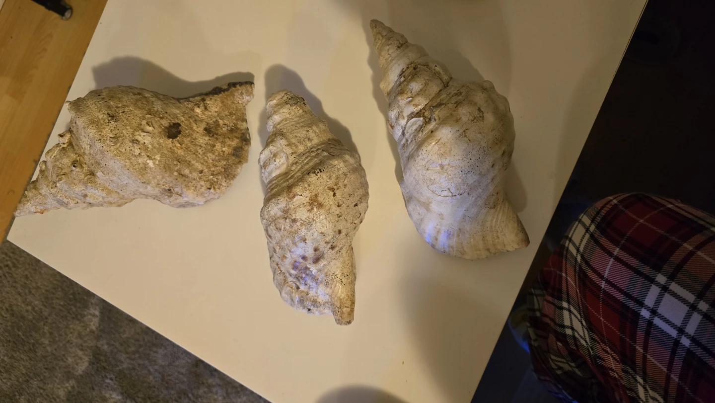 Set of 3 decorative natural real seashells - photo 3