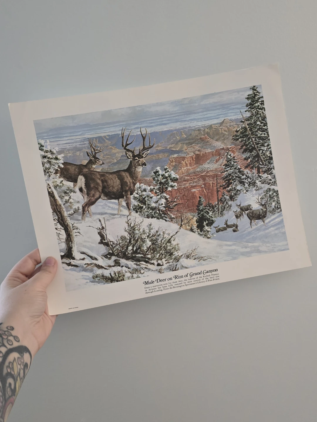Remington Sportsman's Library Mule Deer Print