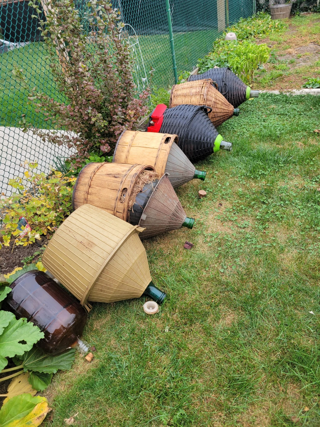Assorted Wicker-Cased Glass Carboys