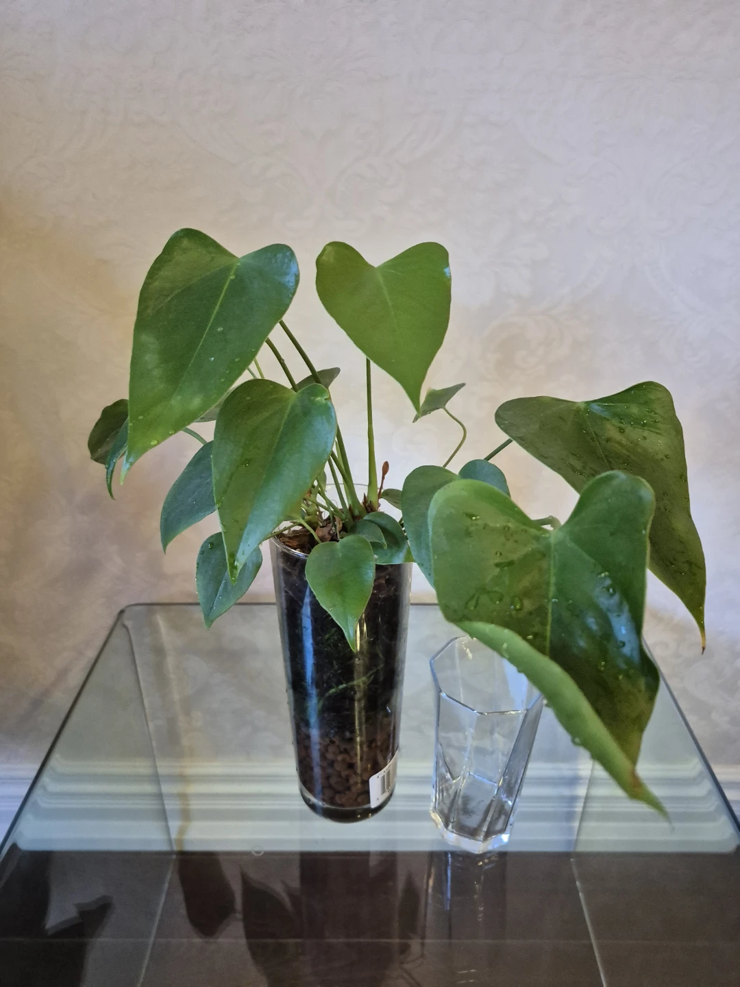 Anthurium plant in glass vase - photo 2