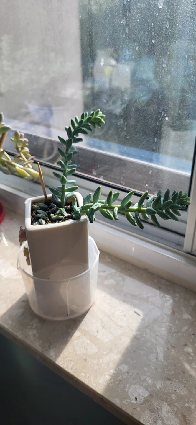 Burro's Tails in ceramic pot - photo 2