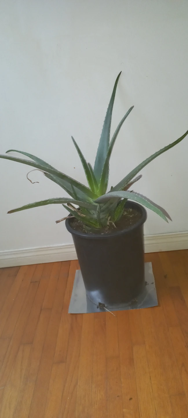 Large Potted Aloe Vera Plant - photo 4