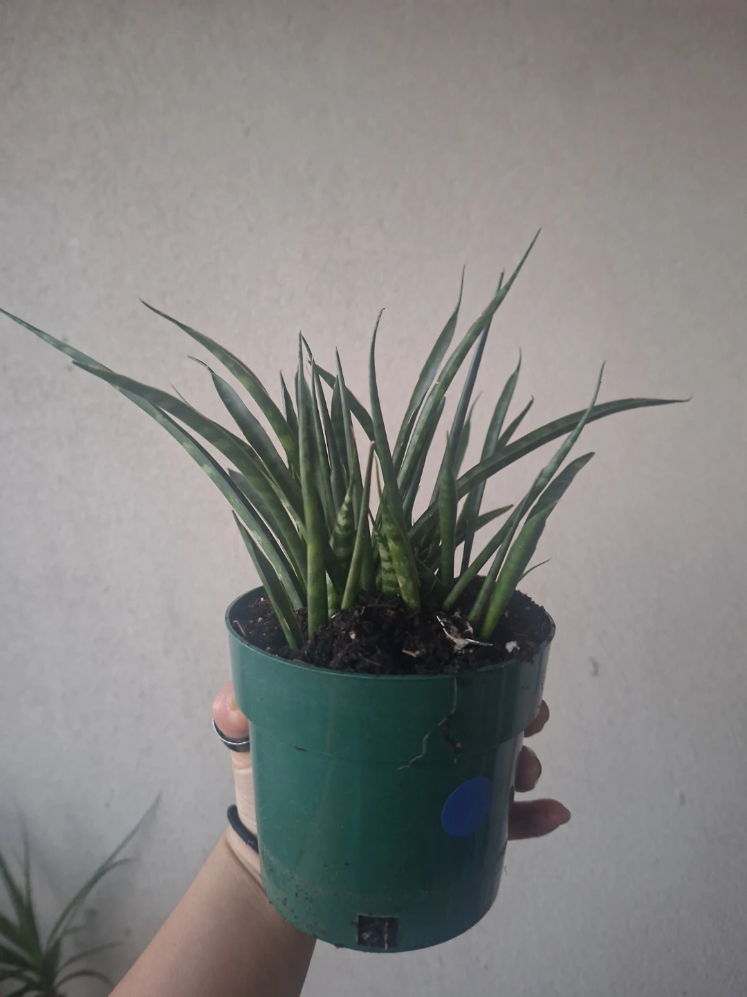 Sansevieria Fernwood Mikado/Fernwood Snake Plant