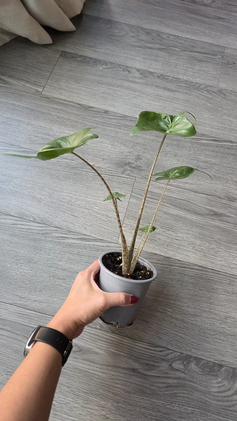 Alocasia Stingray - photo 3
