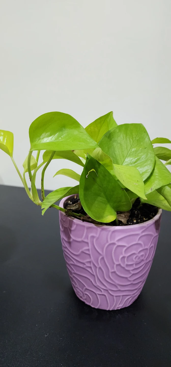 Neon Pothos - photo 2