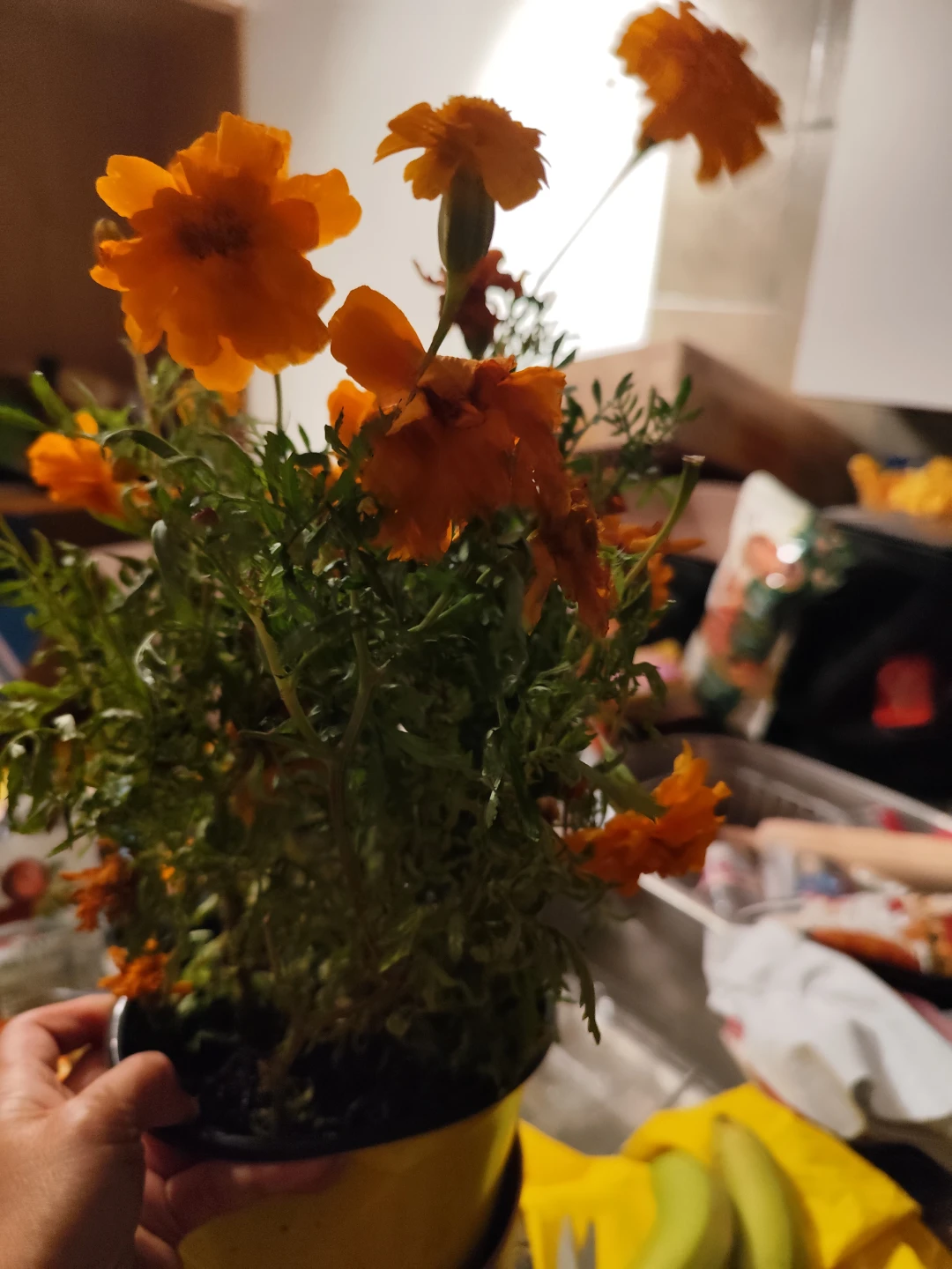 Potted Marigold Plant - photo 2