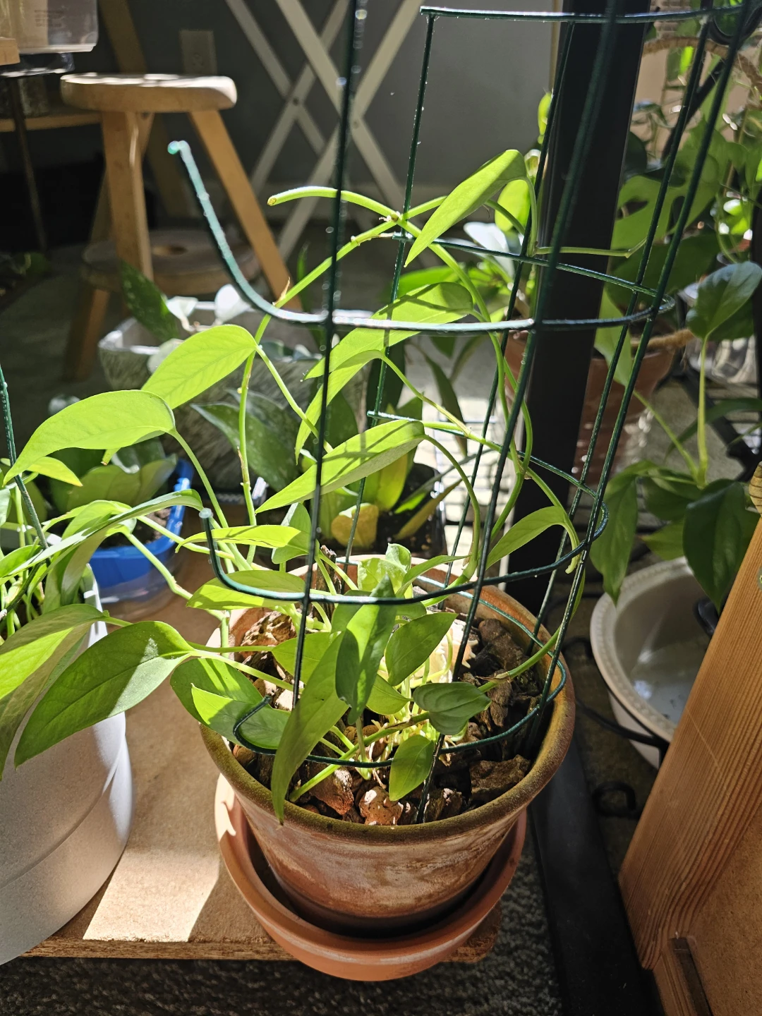 Philodendron cebu blue with Trellis - photo 2