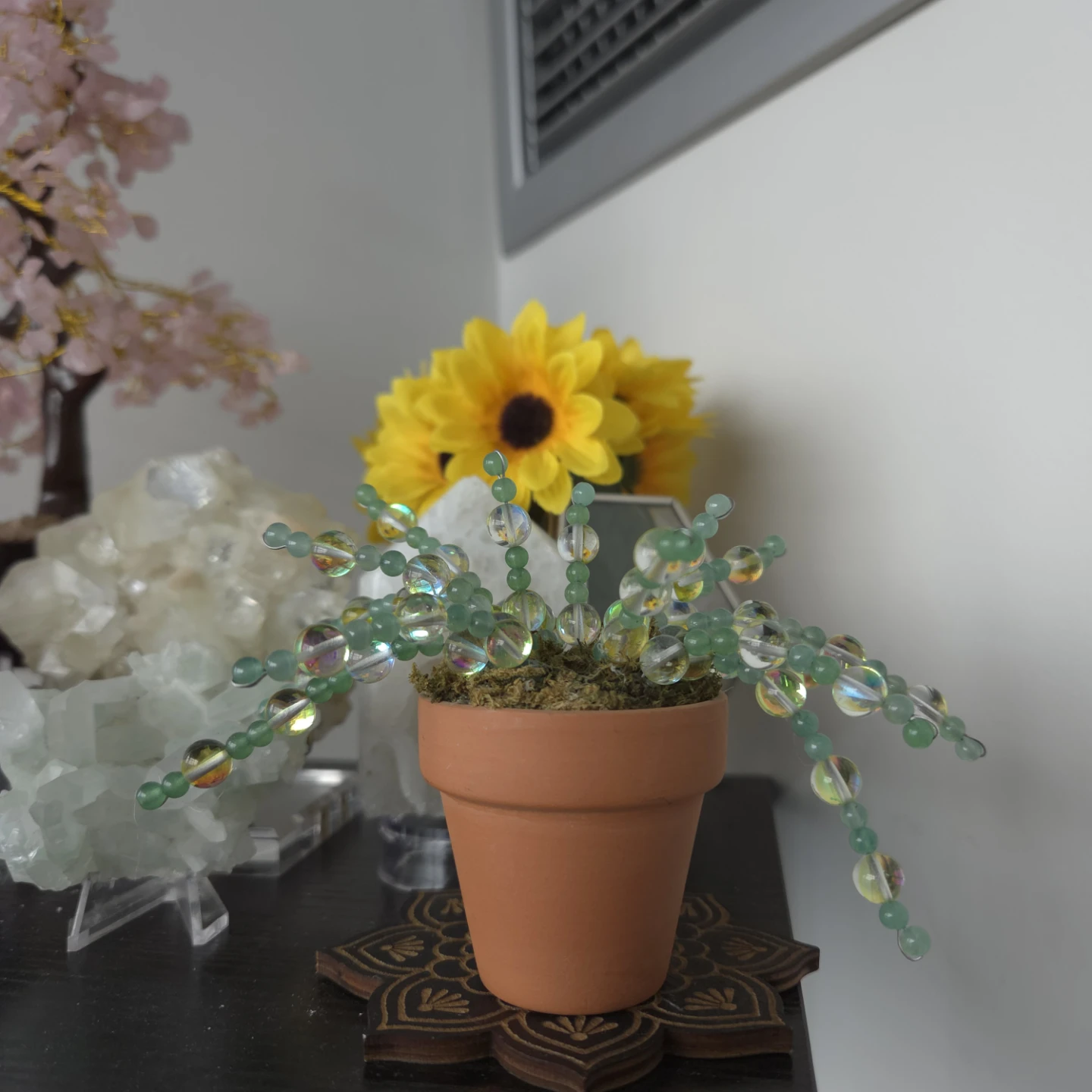 Crystal forever plant in terra cotta pot