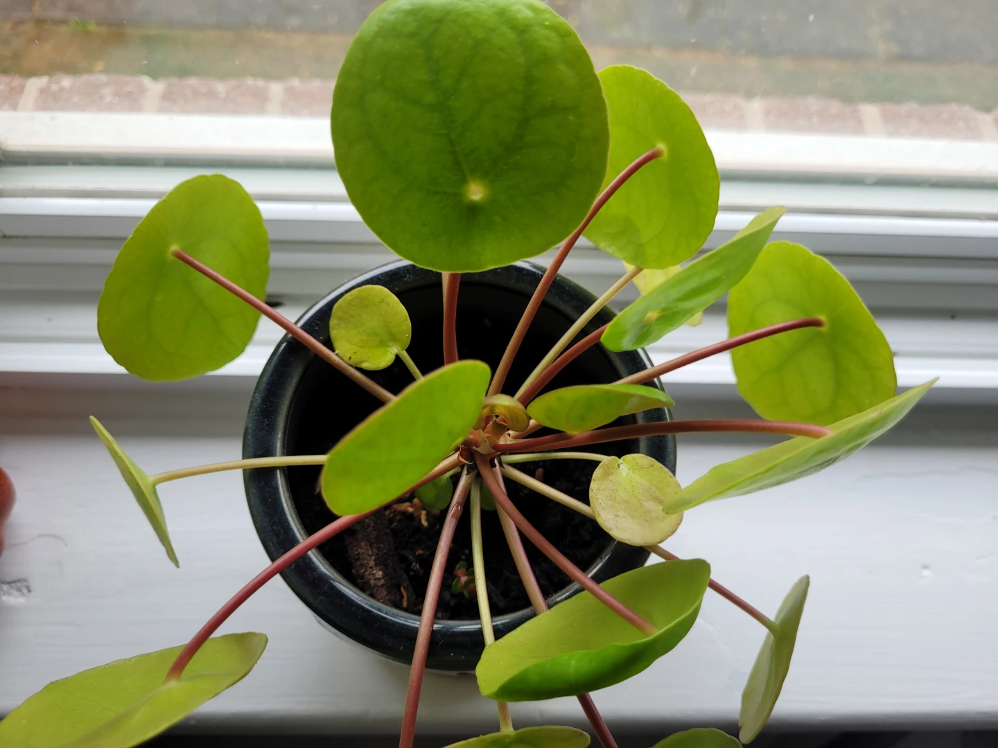 Pilea Peperomioides Plant