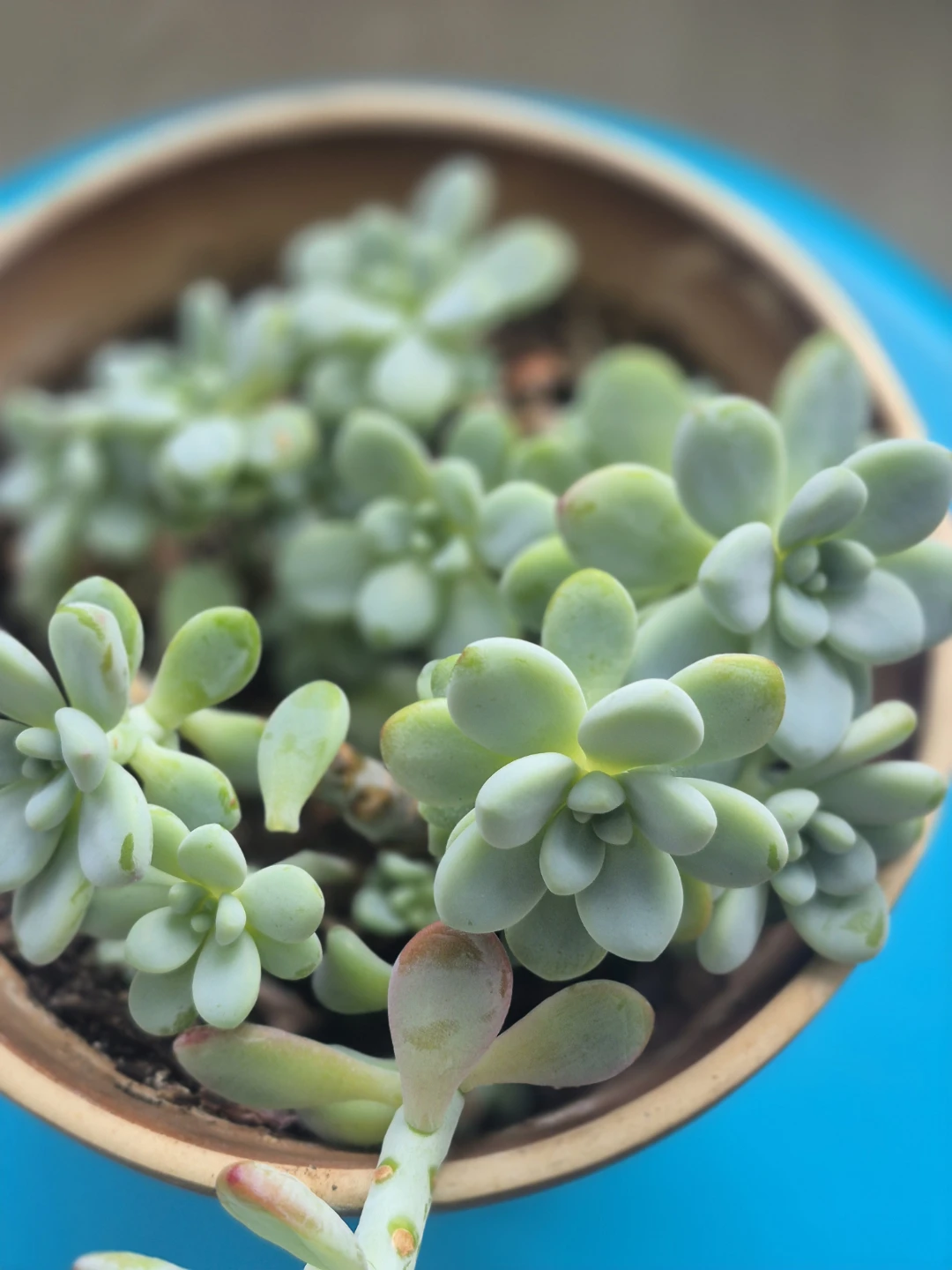 Potted Succulent Plant - photo 3