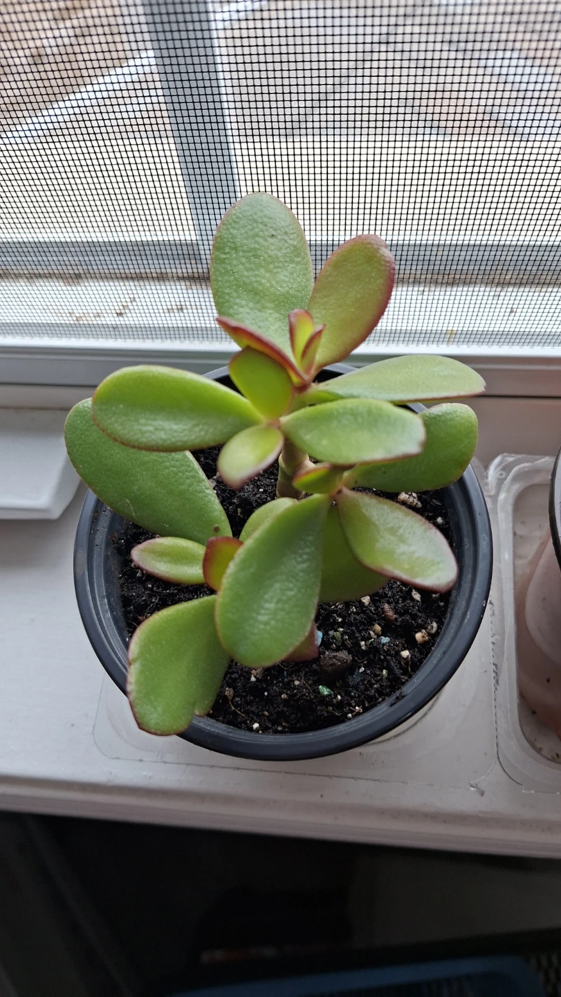 Two Jade Plants - photo 2