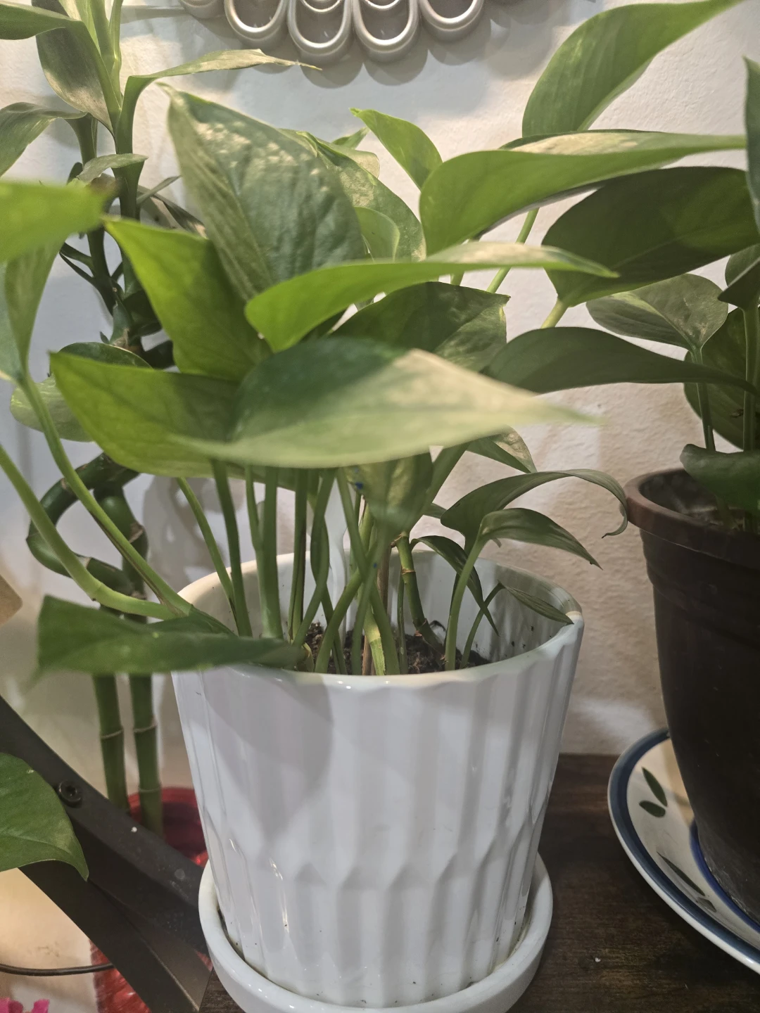 Marbled Pothos Plant