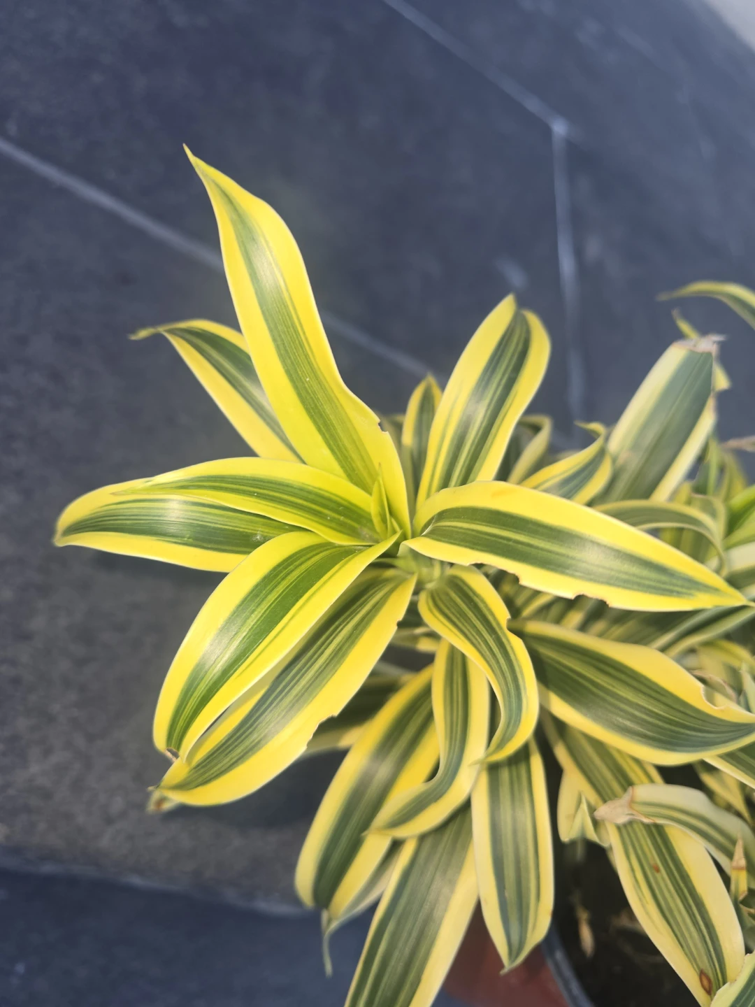 Dracaena song of India - photo 2