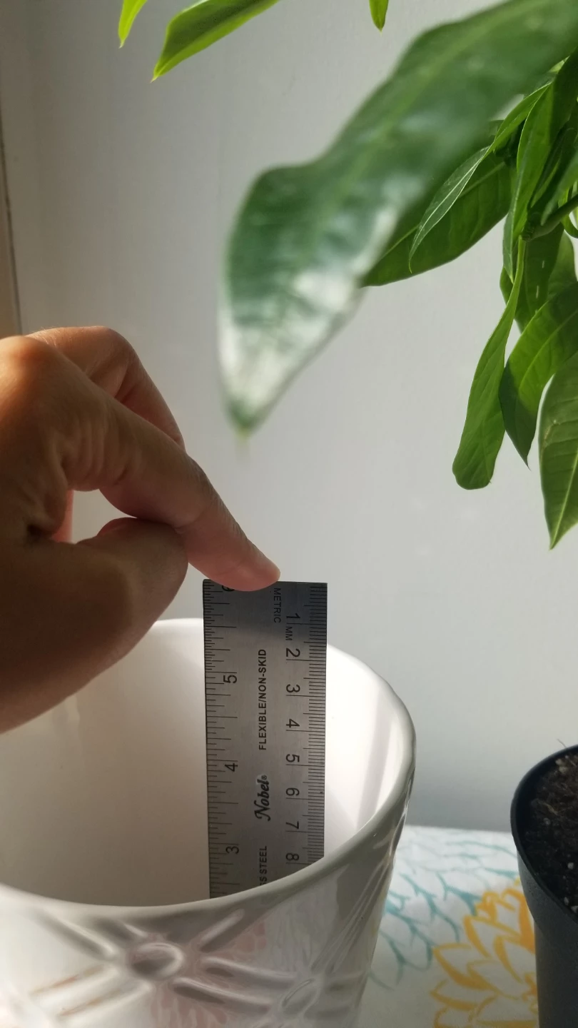Money Tree Plant + White Ceramic Pot - photo 5