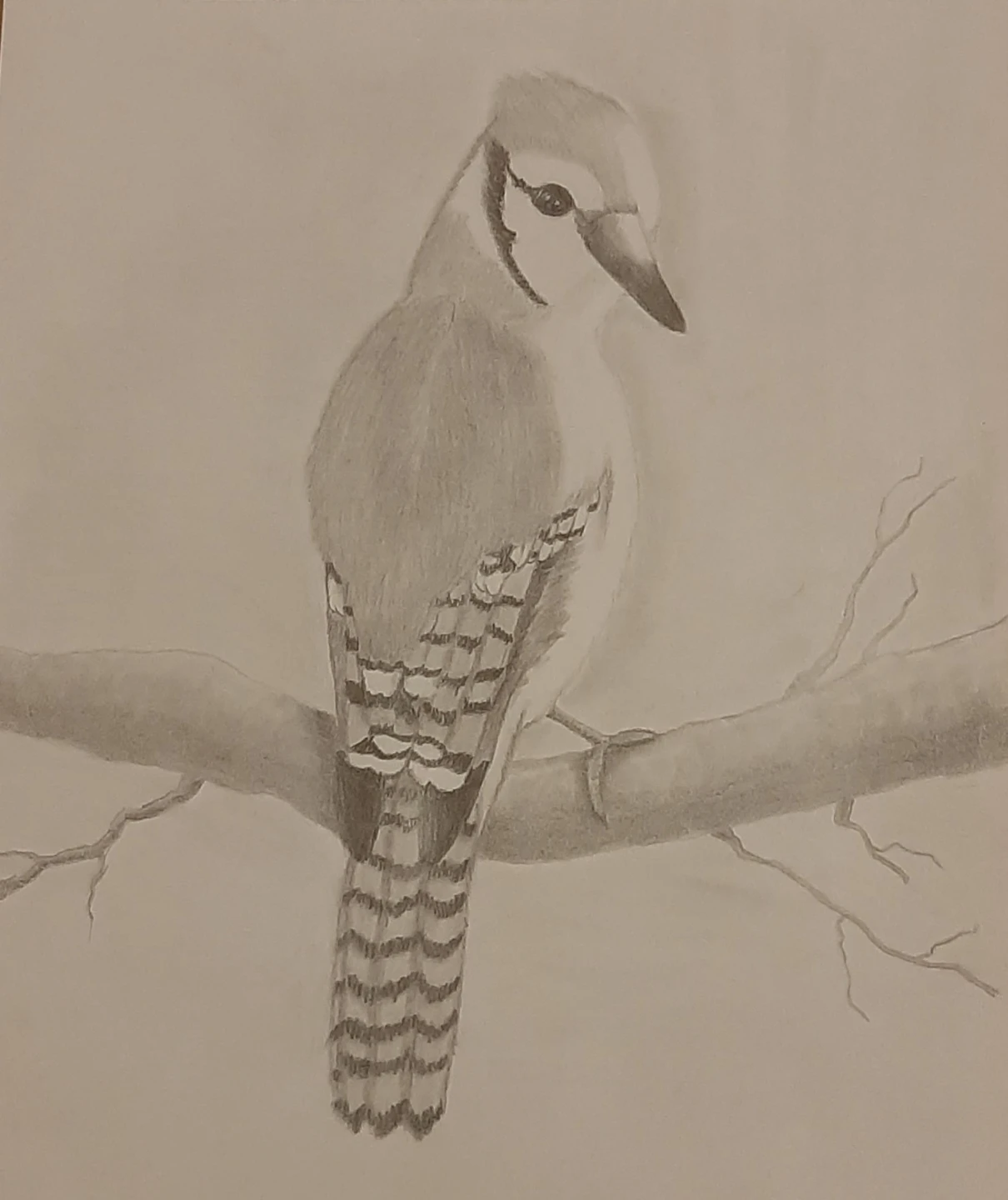 Blue Jay Pencil Drawing