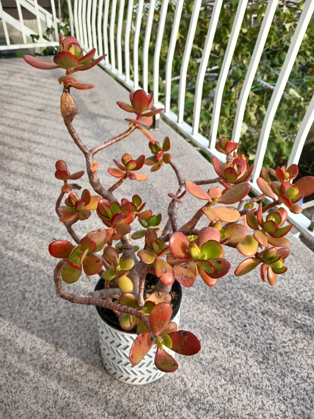 Charming Jade Bonsai in Textured Pot - photo 4