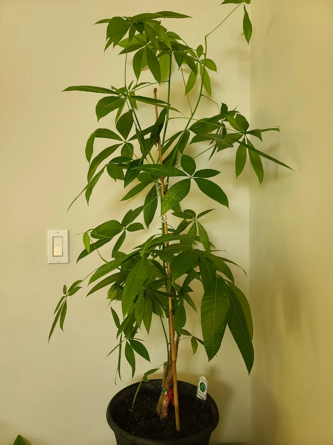 [Moving Sale] Healthy & Vibrant 1.3m Money Tree with Pot
