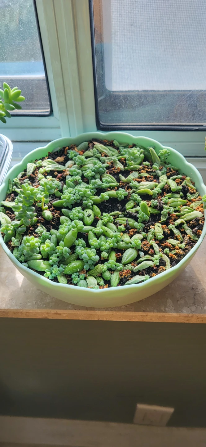Burro's Tails in beautiful plastic pot - photo 3