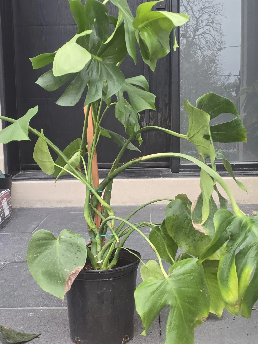 Monstera Deliciosa Plant - photo 2