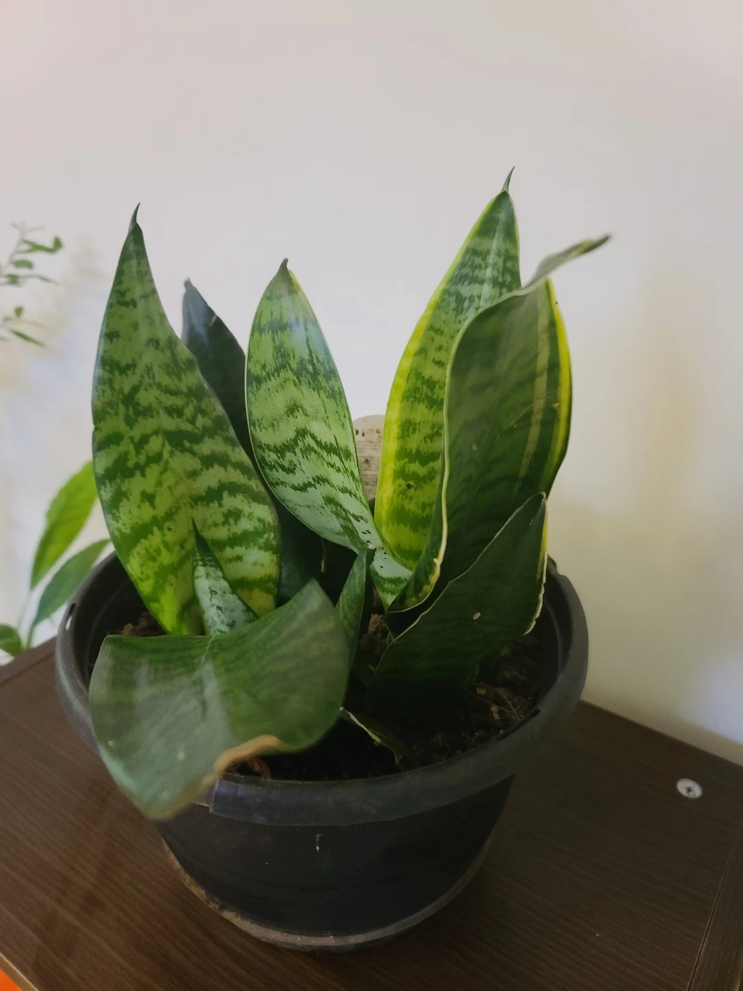 [Moving Sale] Well-Grown 4-in-1 Snake Plant with Pot - photo 3