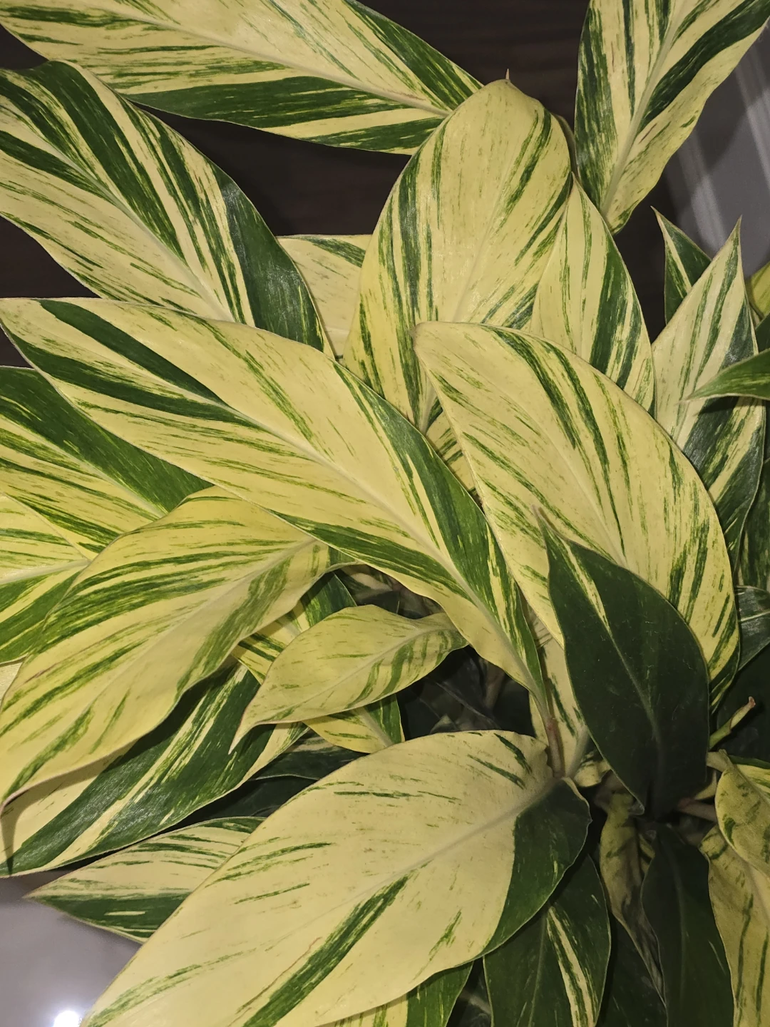 Variegated Ginger Plant - photo 4