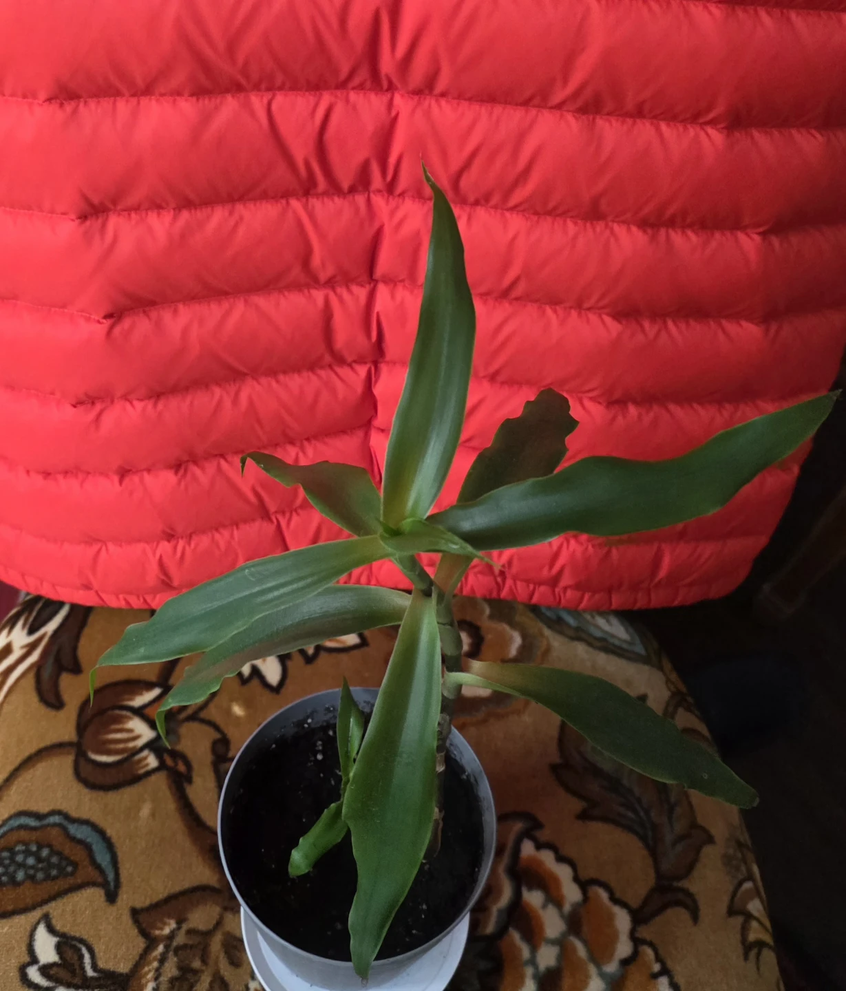 Lush, Healthy & Thriving Indoor Plant (Callisia ) - photo 5