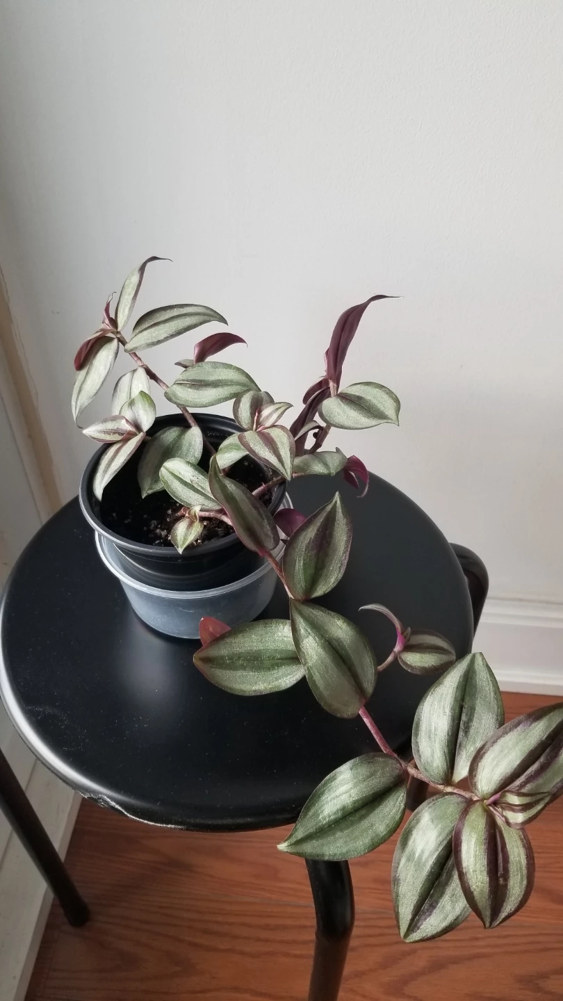 Tradescantia Zebrina+White Ceramic Pot( Read Description) - photo 3