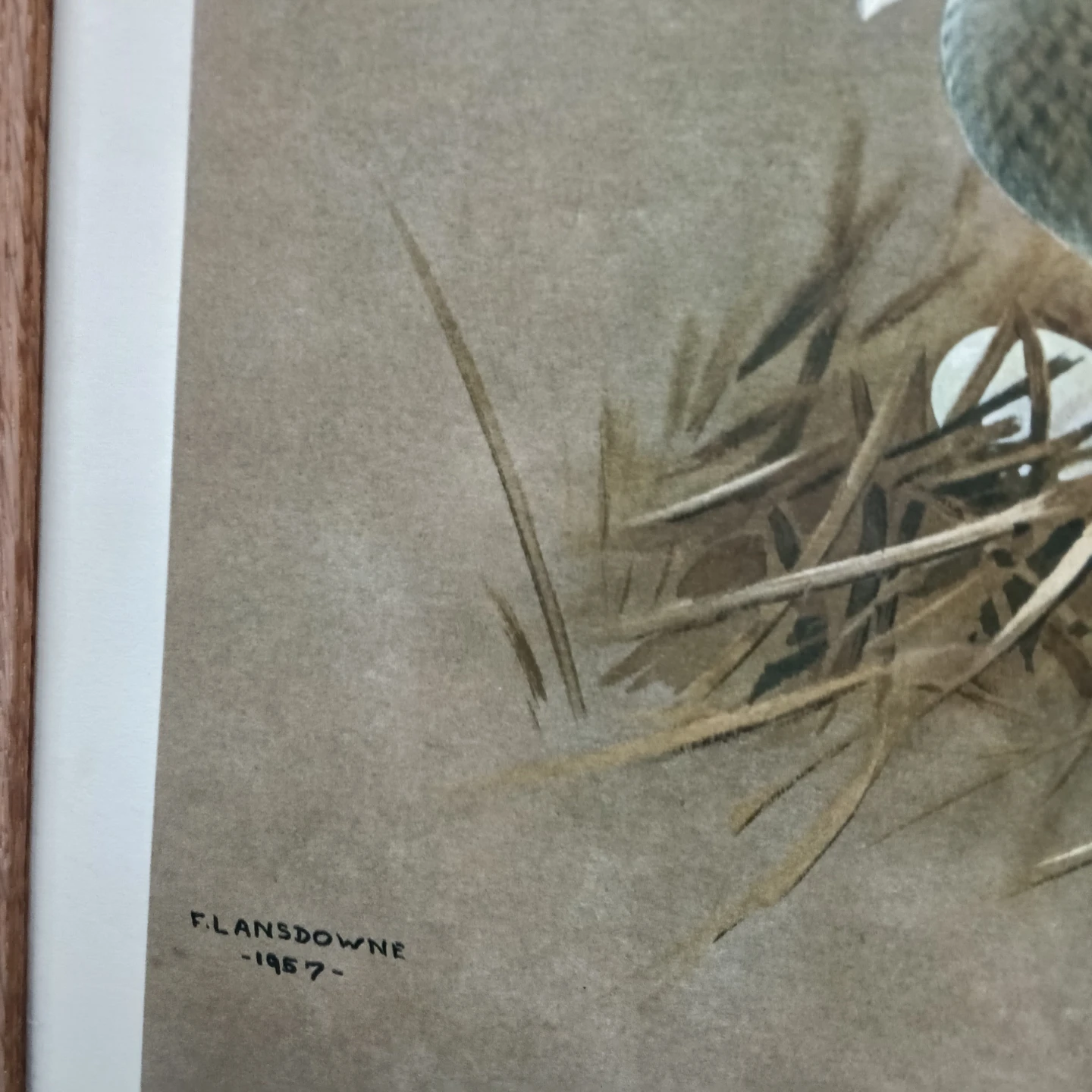 J. Fenwick Lansdowne "Pied-Billed Grebe" Framed Lithograph - photo 3