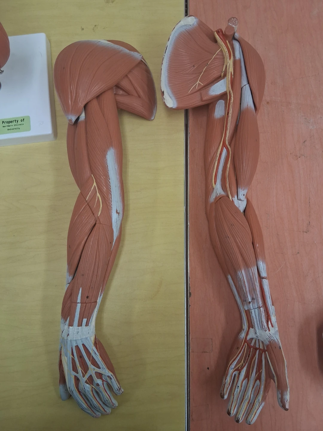 Anatomical Human Arm Muscle Model