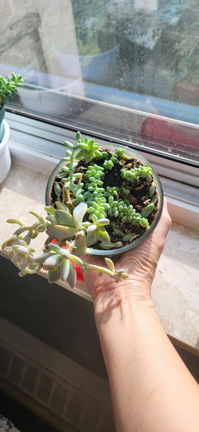 Two types of succulent in a glass container - photo 5