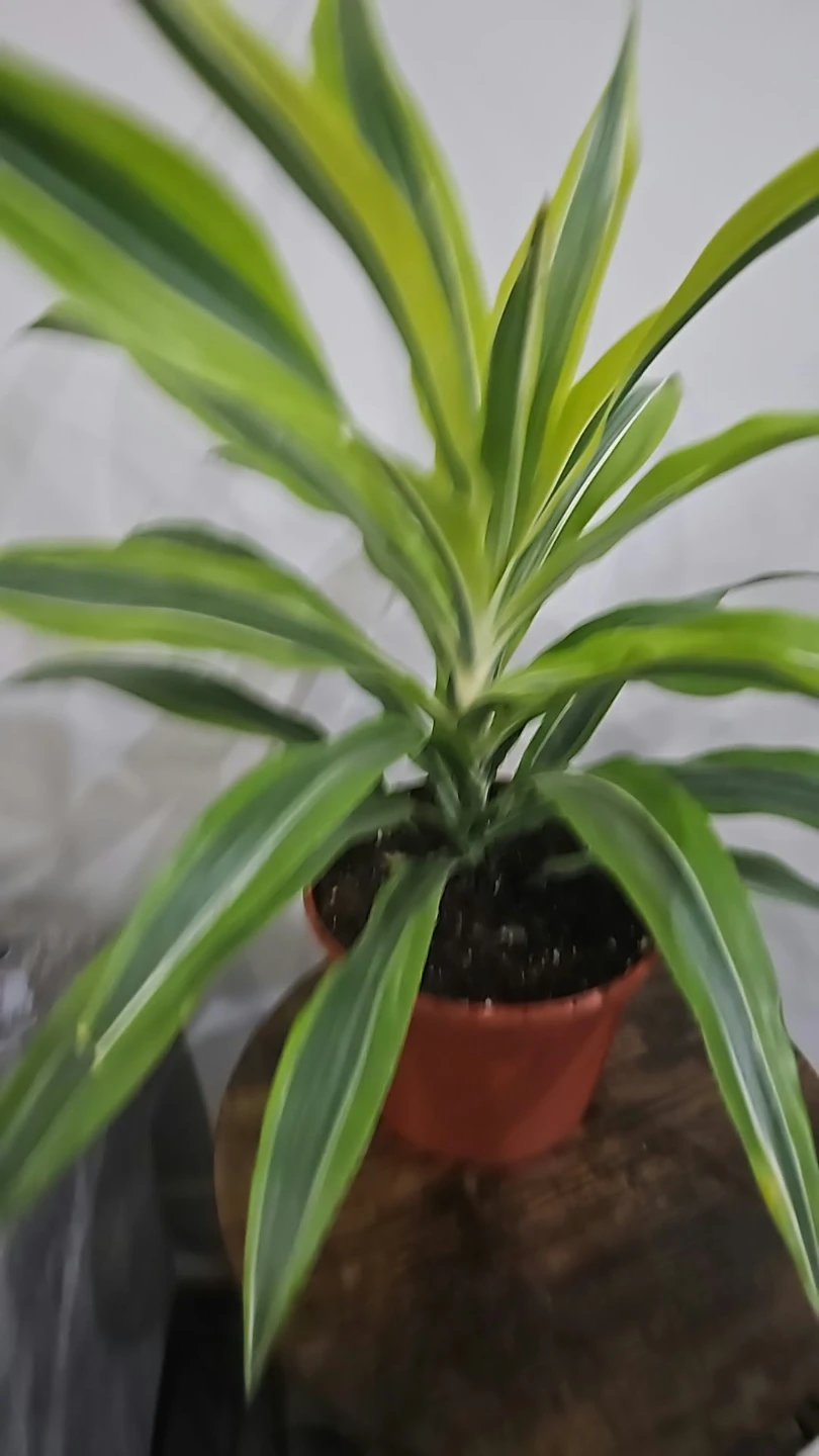 Dracaena Lemon Lime Houseplant - photo 2