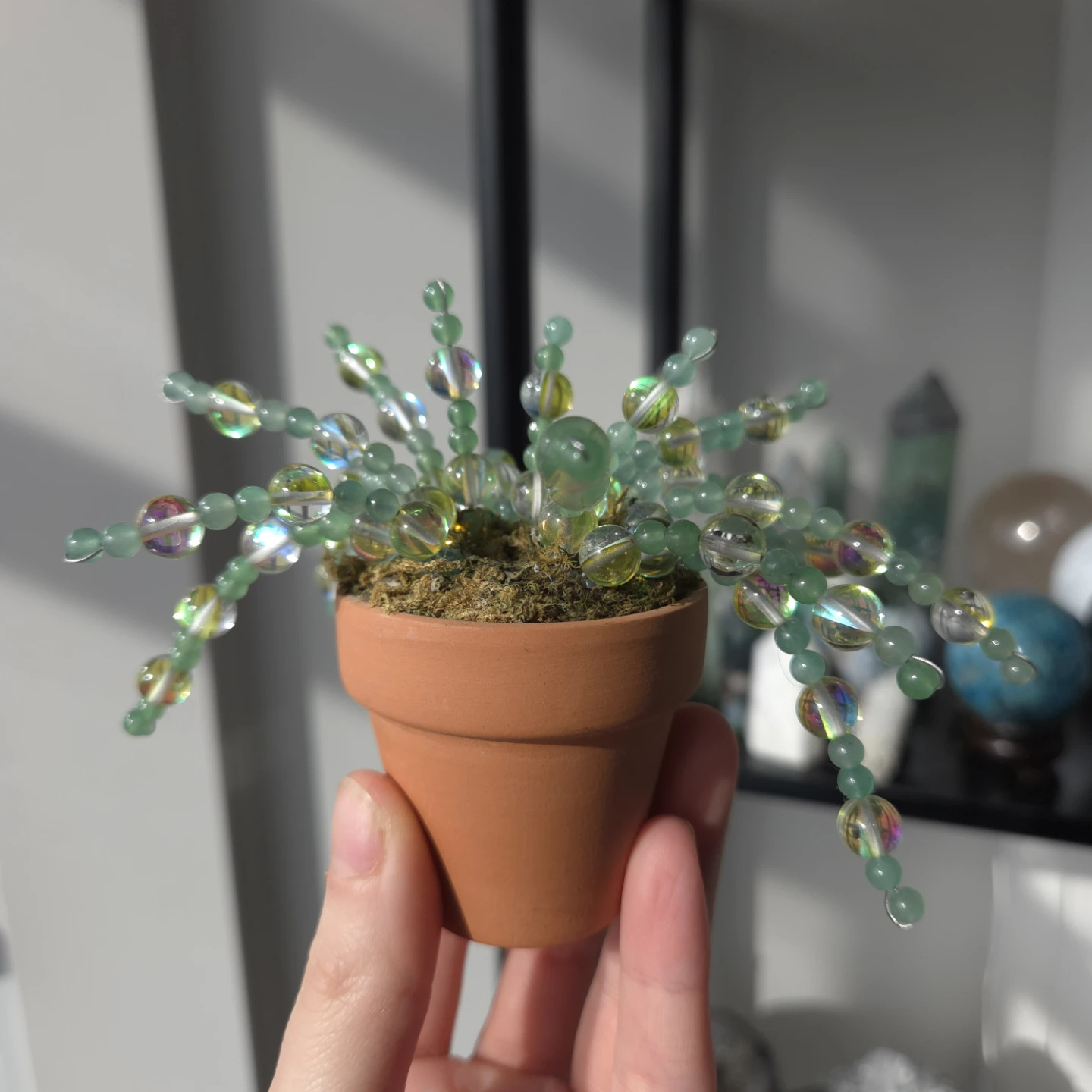 Crystal forever plant in terra cotta pot - photo 5