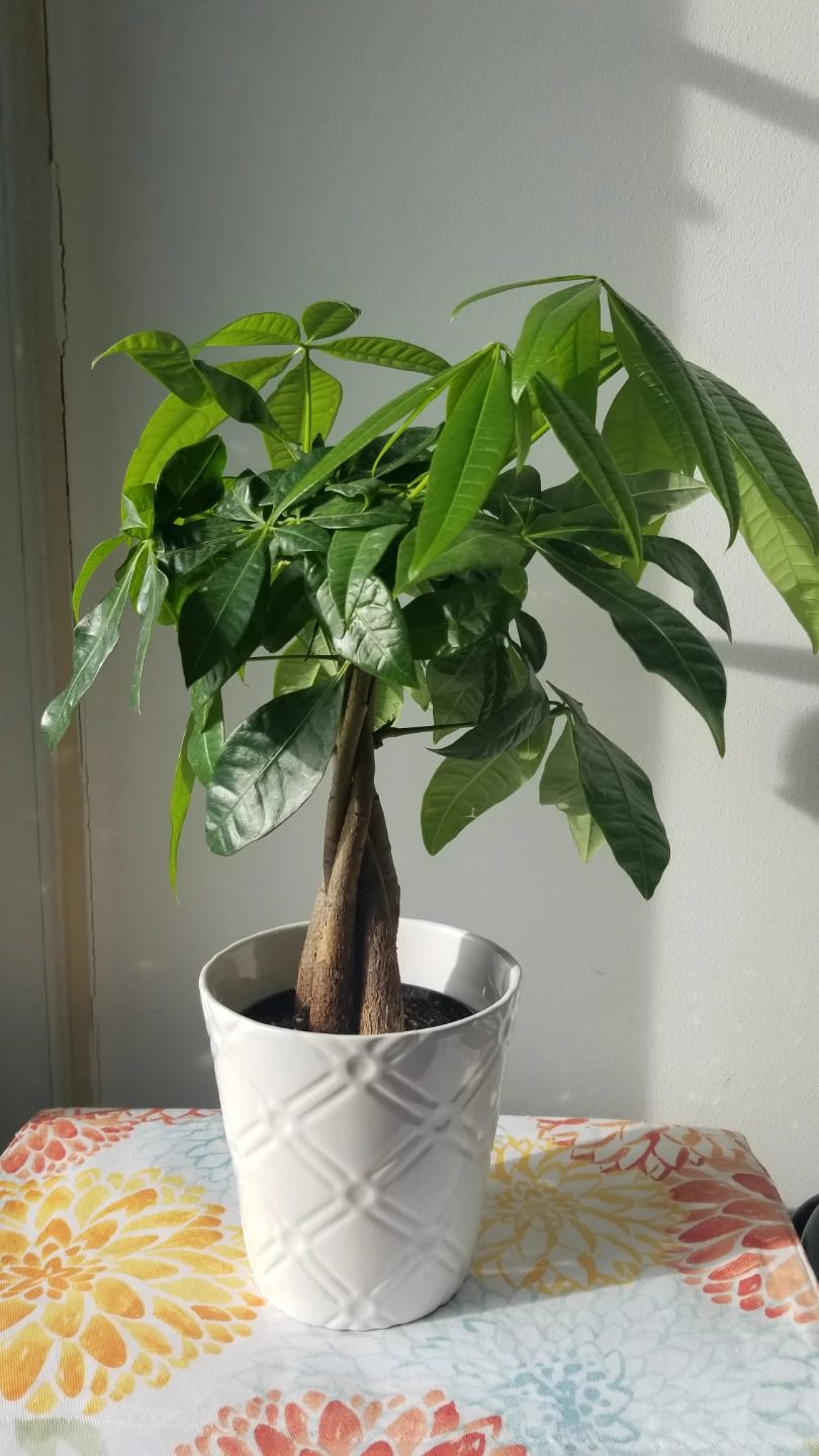 Money Tree Plant + White Ceramic Pot