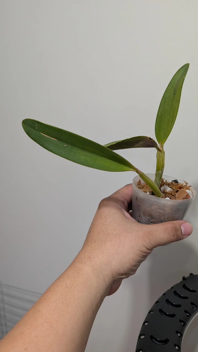 Cattleya crystelle smith orchids - photo 4