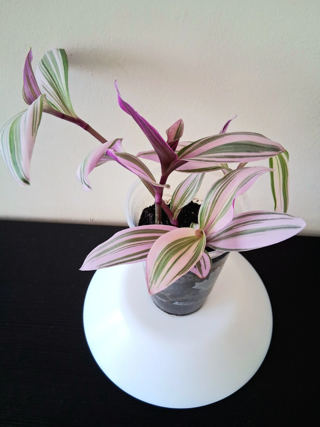 💜 Tradescantia Nanouk 💟 Fantasy Venice - photo 4