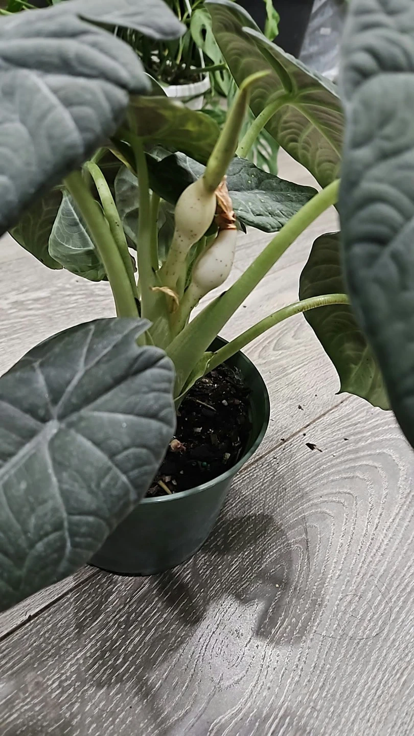Alocasia Dragon Scale plant