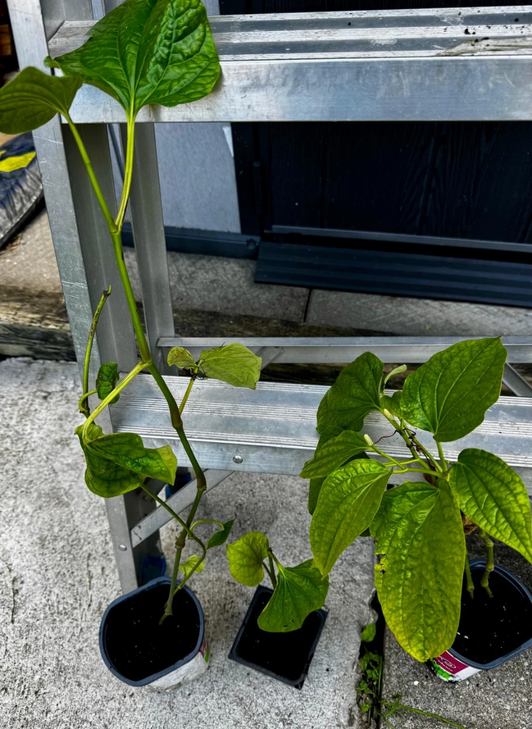 Betel Leaf Plants