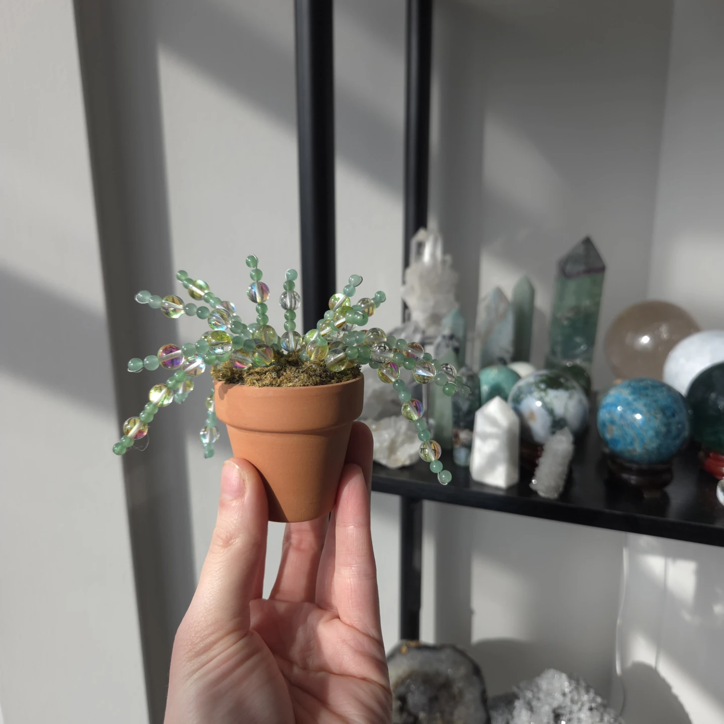 Crystal forever plant in terra cotta pot - photo 4