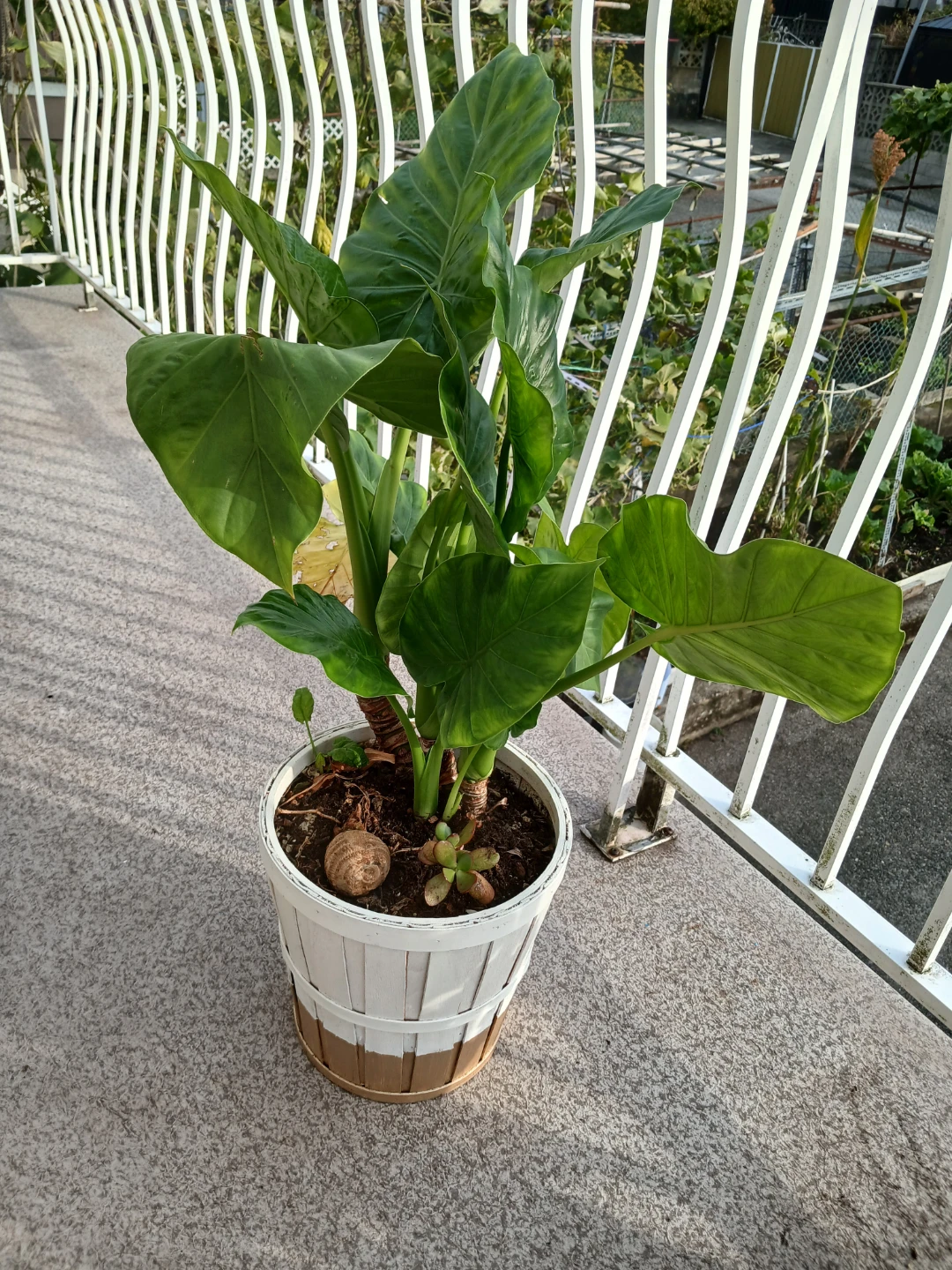 Beautiful Alocasia -A Tropical Statement Plant